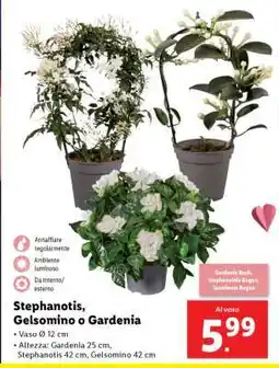 Lidl Stephanotis, Gelsomino o Gardenia offerta