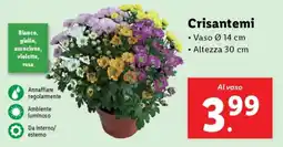 Lidl Crisantemi offerta