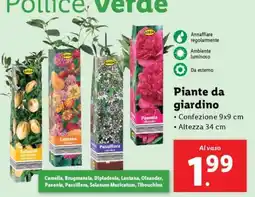 Lidl Piante da giardino offerta