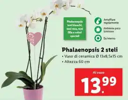 Lidl Phalaenopsis 2 steli offerta