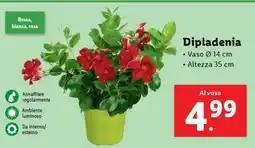 Lidl DIPLADENIA offerta