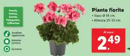 Lidl Piante fiorite offerta