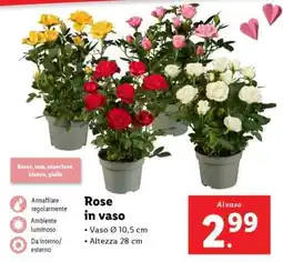 Lidl Rose in vaso offerta
