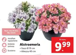 Lidl Alstroemeria offerta