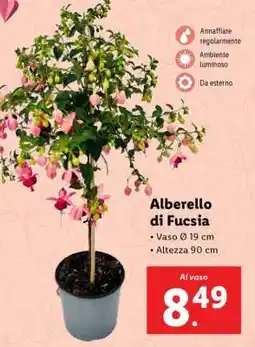 Lidl Alberello di Fucsia offerta