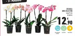 Conad Orchidea Mini Collection offerta