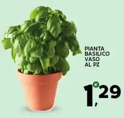 Extra Supermercati Pianta basilico vaso offerta