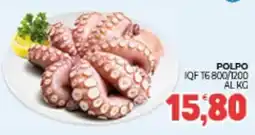Eté Polpo iqf t6800/1200 offerta