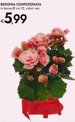 Bennet Begonia confezionata offerta