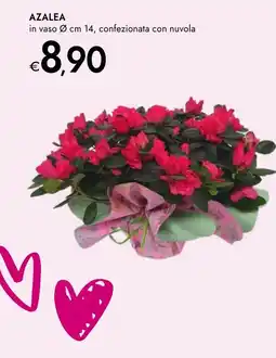 Bennet Azalea offerta