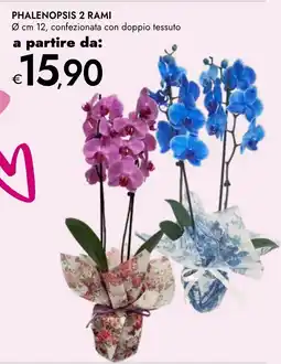 Bennet Phalenopsis 2 rami offerta