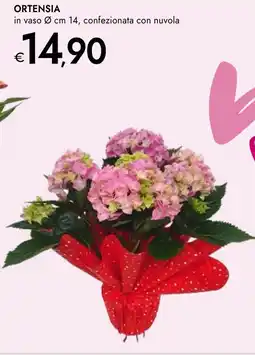 Bennet Ortensia offerta