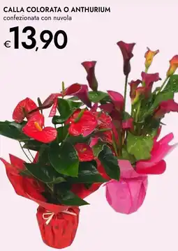 Bennet Calla colorata o anthurium offerta