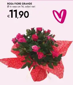 Bennet Rosa fiore grande offerta