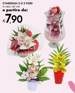 Bennet Cymbidium 2 o 3 fiori offerta