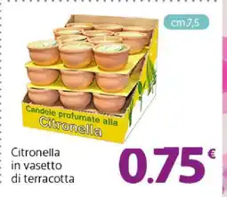 Famila Citronella in vasetto di terracotta offerta