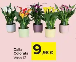 Carrefour Market Calla Colorata offerta