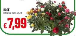 Famila Rose offerta