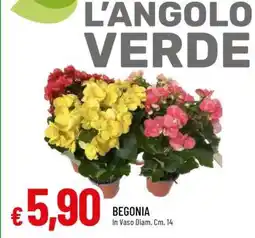 Famila BEGONIA offerta