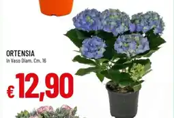 Famila Ortensia offerta