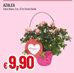 Famila Azalea offerta