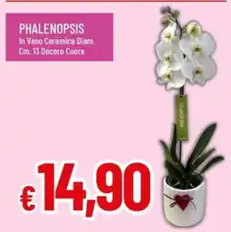 Famila Phalaenopsis offerta