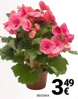 Supermercati Gulliver Begonia offerta