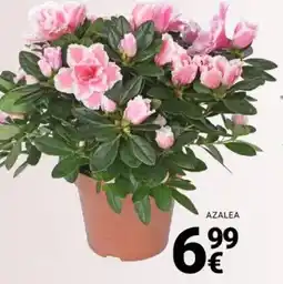 Supermercati Gulliver Azalea offerta