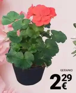 Supermercati Gulliver Geranio offerta