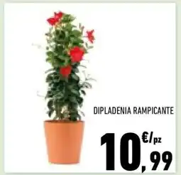 Conad DIPLADENIA RAMPICANTE offerta