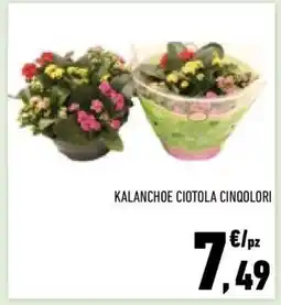 Conad KALANCHE CIOTOLA CINQOLORI offerta