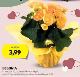ALDI Begonia offerta