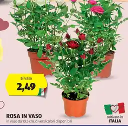 ALDI Rosa in vaso offerta