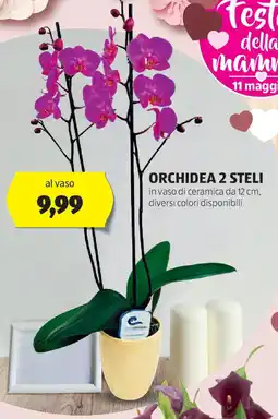 ALDI Orchidea 2 steli offerta
