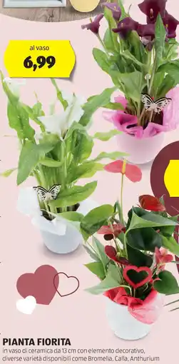ALDI Pianta fiorita offerta