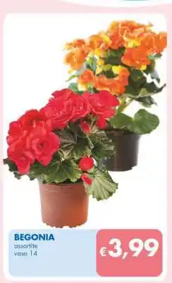 MD Discount BEGONIA offerta