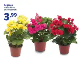 In'S Mercato Begonia offerta