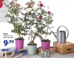 In'S Mercato Rosa offerta