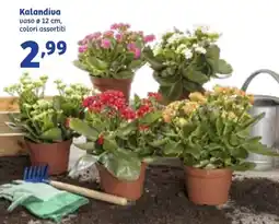 In'S Mercato Kalandiva offerta
