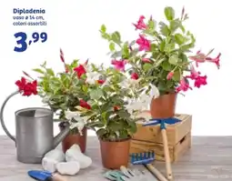 In'S Mercato Dipladenia offerta