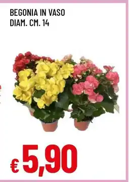 Famila BEGONIA IN VASO offerta