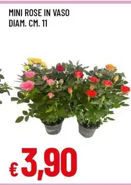 Famila MINI ROSE IN VASO offerta