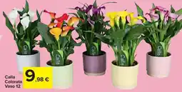 Carrefour Calla Colorata Vaso 12 offerta