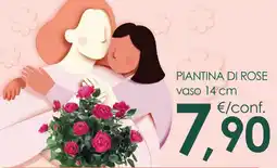 Conad Piantina di rose vaso 14 cm offerta
