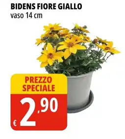 Tigros Bidens fiore giallo offerta