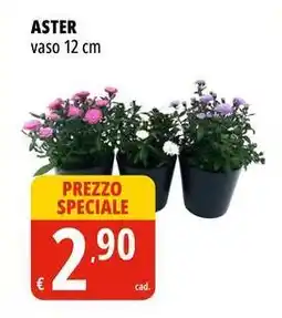 Tigros Aster offerta