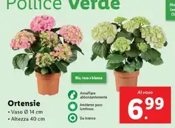 Lidl Ortensie offerta