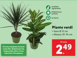Lidl Piante verdi offerta
