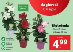 Lidl DIPLADENIA offerta