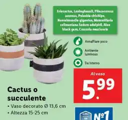 Lidl Cactus o succulente offerta